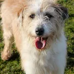 Pies do adopcji, Grudziądz, 15 stycznia 2022