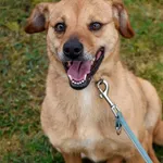 Pies do adopcji, Grudziądz, 14 sierpnia 2024