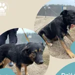 Znaleziono psa, Dąbrówka, 26 lutego 2025