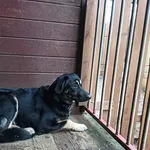 Znaleziono psa, Dąbrówka, 27 lutego 2025