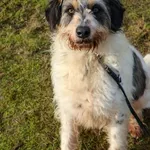 Pies do adopcji, Grudziądz, 15 stycznia 2022