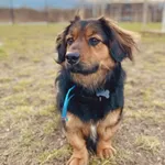 Pies do adopcji, Szczecin, 1 marca 2025