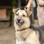 Lala - młodziutka, radosna, łagodna suczka! 