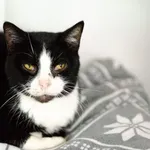 Sany - starszy, przyjazny kotek pilnie szuka domu!