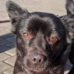 Znaleziono psa, Tatary, 27 stycznia 2025