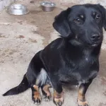 Znaleziono psa, Nowa Krępa, 26 lutego 2025