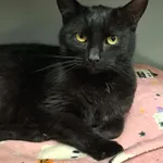 Kot do adopcji, Olsztyn, 21 stycznia 2025