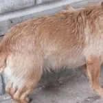 Znaleziono psa, Nowa Krępa, 14 lutego 2025