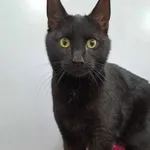 Kot do adopcji, Olsztyn, 21 stycznia 2025