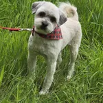 Pies do adopcji, Dłużyna Górna, 3 marca 2025