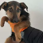 Znaleziono psa, Tatary, 5 lutego 2025