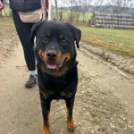 Pies do adopcji, Dłużyna Górna, 3 marca 2025