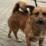 Znaleziono psa, Tatary, 7 lutego 2025