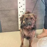 Przyjęty: 2025-03-03 Gmina: Morawica Płeć: Pies Opis: mieszaniec, czarno-brązowy