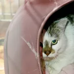 Znaleziono kota, Wałbrzych, 24 lutego 2025