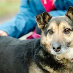 Oddam psa, Gdańsk, 5 marca 2025