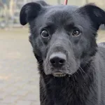 Piesek znaleziony we wsi Gorzkie Pole