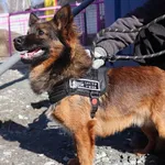 Znaleziono psa, Łódź, 4 marca 2025