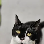 Znaleziono kota, Szczecin, 4 marca 2025