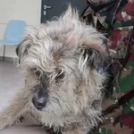 Znaleziono psa, Toruń, 28 lutego 2025