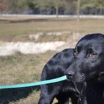 Pies do adopcji, Chełmek, 10 lutego 2025