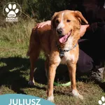 Pies do adopcji, Dąbrówka, 9 czerwca 2023