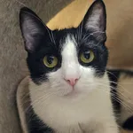 Kot do adopcji, Szczecin, 6 marca 2025