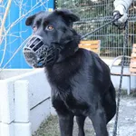 Znaleziono psa, Łódź, 5 marca 2025