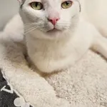 Kot do adopcji, Szczecin, 6 marca 2025