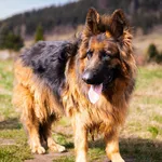 Znaleziono psa, Wałbrzych, 25 lutego 2025