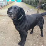 Znaleziono psa, Henrykowo, 25 lutego 2025