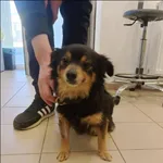 Znaleziono psa, Grudziądz, 6 marca 2025