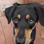 Piesek znaleziony w Miękowie