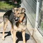 Znaleziono psa, Wałbrzych, 26 lutego 2025