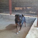 Znaleziono psa, Olsztyn, 5 marca 2025