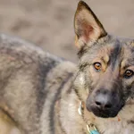 Oddam psa, Gdańsk, 8 marca 2025