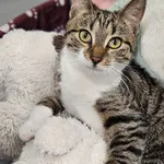 Znaleziono kota, Szczecin, 8 marca 2025