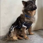 Znaleziono psa, Grudziądz, 6 marca 2025