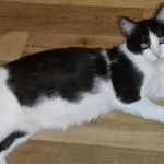 Kot Olaf Grzecznościowo