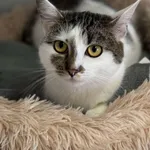 Znaleziono kota, Lublin, 10 marca 2025