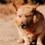 Bodzio 616093902800201