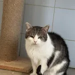 Ikur,