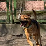 Pies do adopcji, Bydgoszcz, 7 października 2024