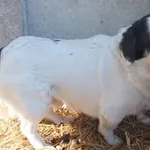 Luszor to pies przywieziony w dniu 28.02.2025r z terenu gm. Miastków Kościelny, niewysoki, na krótkich łapkach,