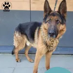 Znaleziono psa, Gdynia, 6 marca 2025