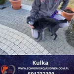 Kulka