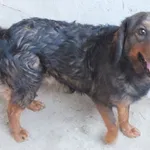 Znaleziono psa, Nowa Krępa, 28 lutego 2025