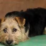 Pies do adopcji, Elbląg, 11 marca 2025