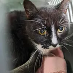 Znaleziono kota, Olsztyn, 12 marca 2025