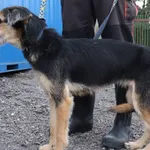 Znaleziono psa, Łódź, 19 lipca 2025